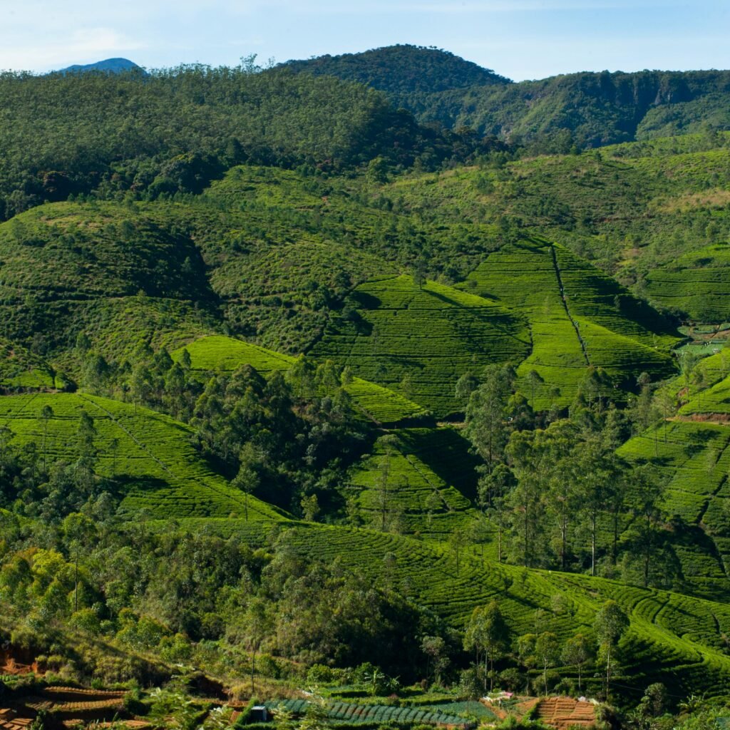 Nuwara Eliya